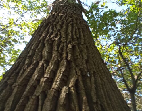 REGISTRO IMPRESE LEGNO (EUTR): ISTITUITO IL REGISTRO NAZIONALE DEGLI OPERATORI CHE COMMERCIALIZZANO LEGNO E PRODOTTI DERIVATI