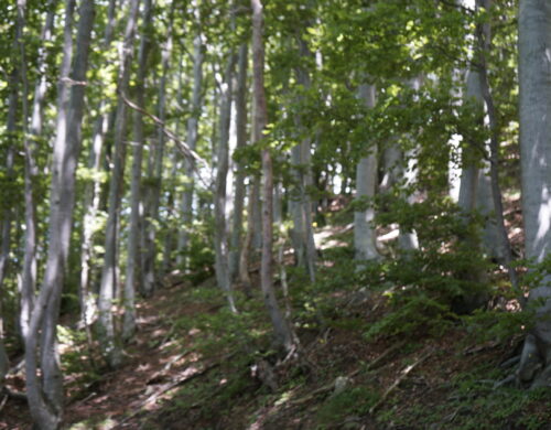 Imprese agricolo forestali